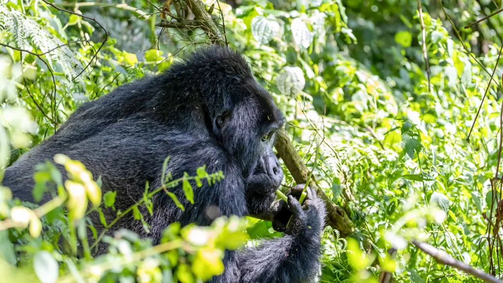 Gorilla Trekking