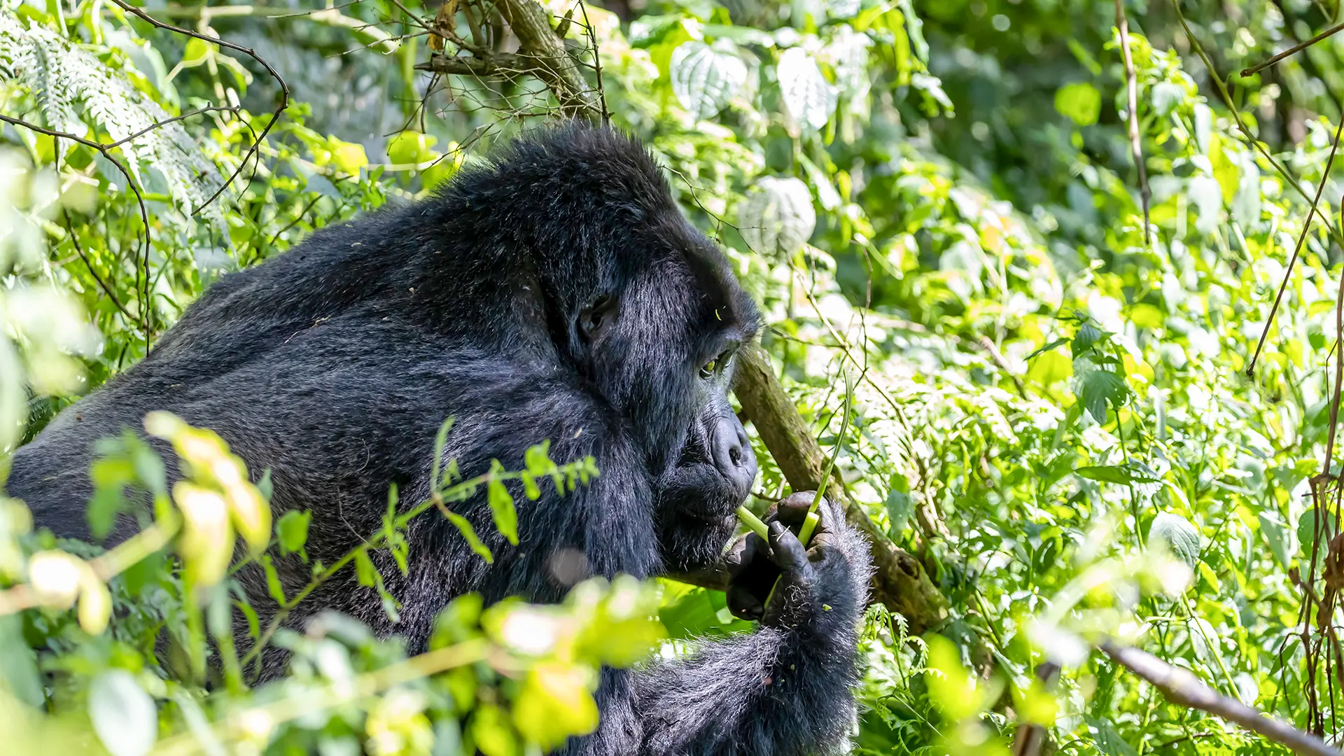 Gorilla Trekking