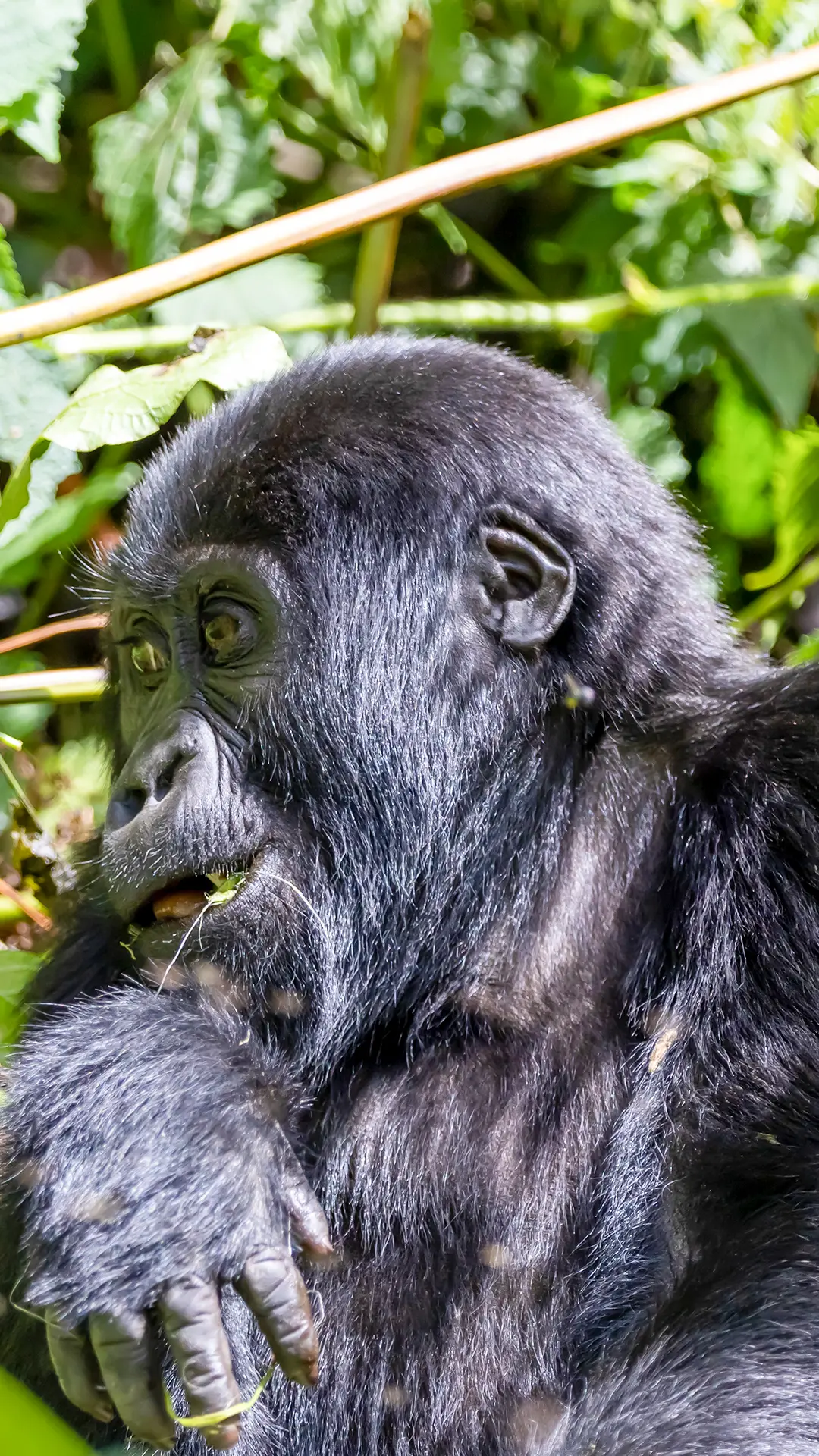 Gorilla Trekking