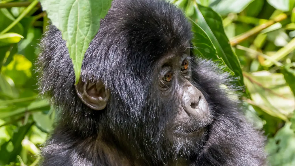Explore Uganda