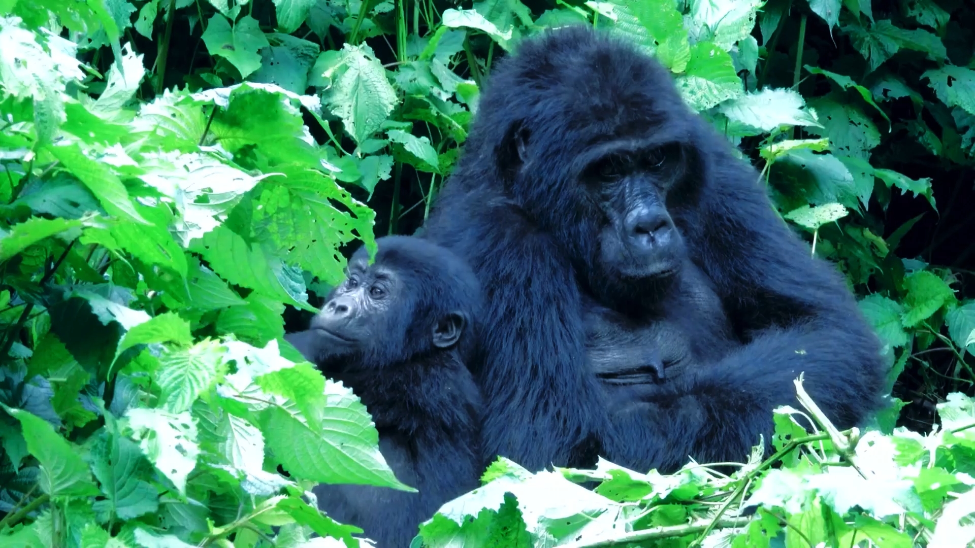 Explore Africa Adventures home