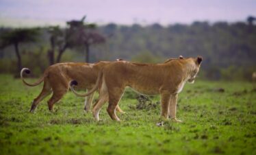 Explore Africa Adventures_home