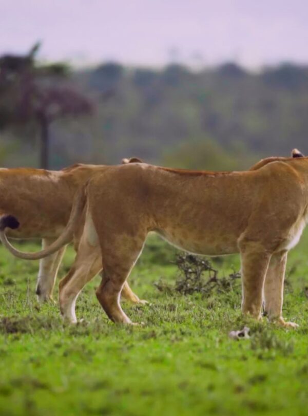 Explore Africa Adventures_home