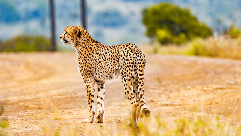 The Ultimate Guide to Planning an African Safari in 2026