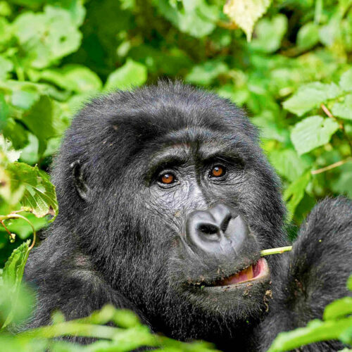 The Ultimate Guide to Planning an African Safari in 2026