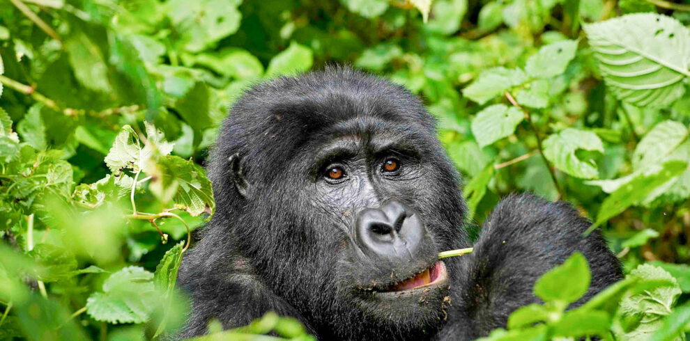 The Ultimate Guide to Planning an African Safari in 2026
