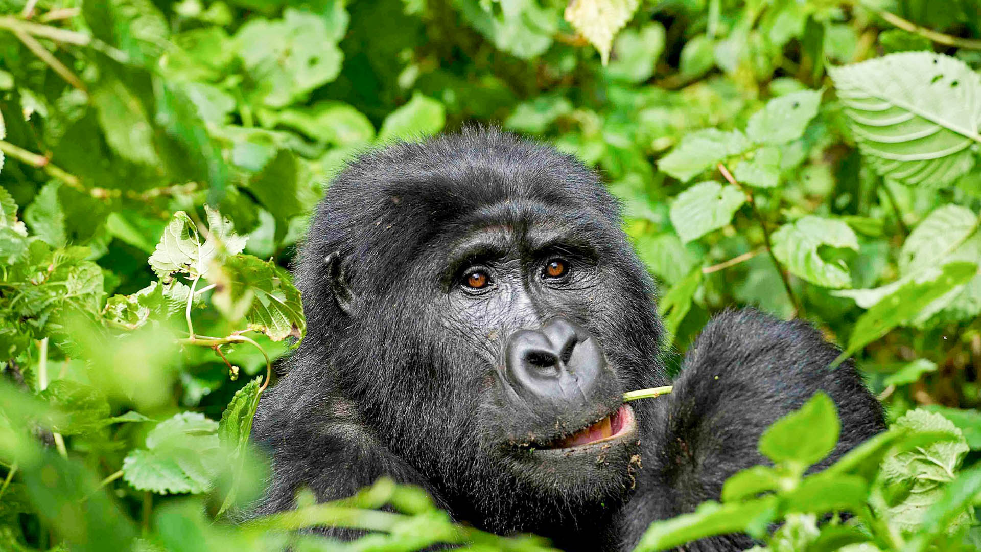 The Ultimate Guide to Planning an African Safari in 2026