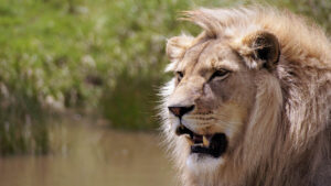 The Ultimate Guide to Planning an African Safari in 2026