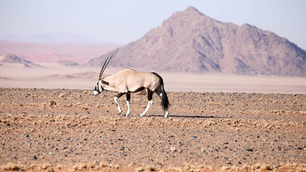 The Ultimate Guide to Planning an African Safari in 2026