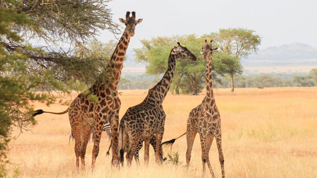 The Ultimate Guide to Planning an African Safari in 2026