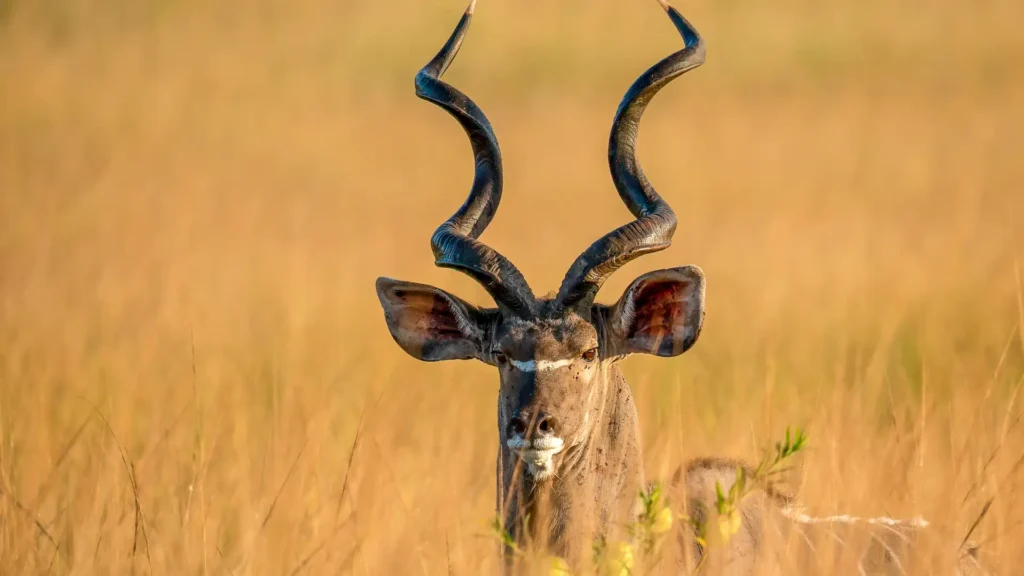 Uganda National Parks Explained