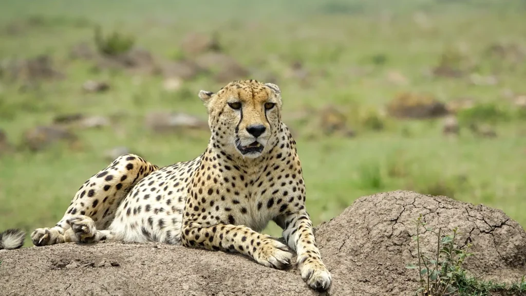 Kenya National Parks Explained