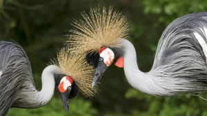 Uganda National Parks Explained