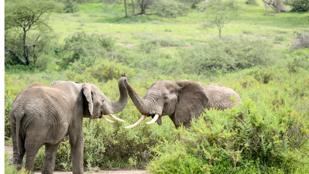 Africa Elephant