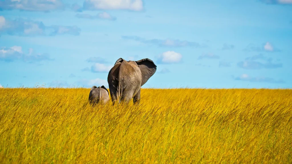 Kenya National Parks Explained