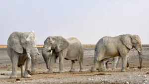 Africa Elephant