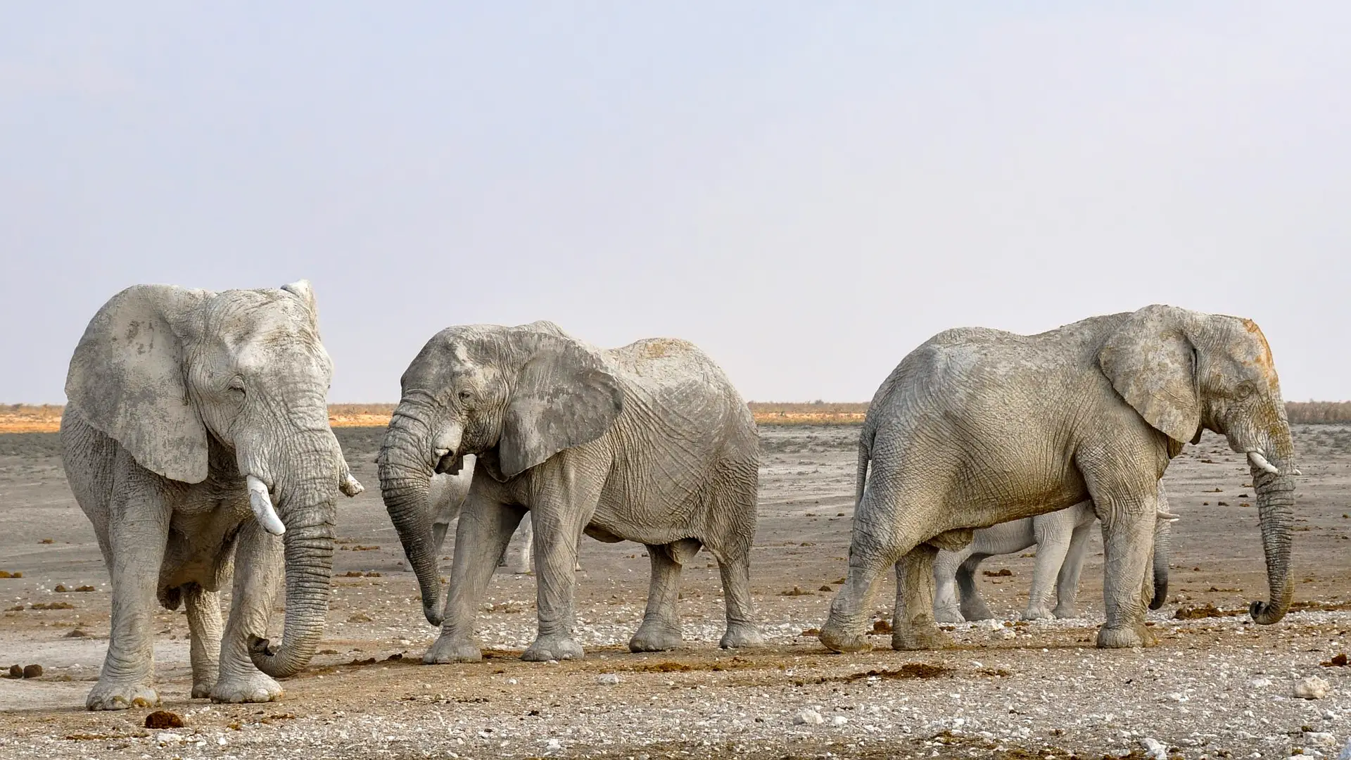 Africa Elephant