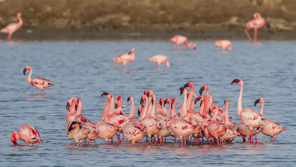 Kenya National Parks Explained