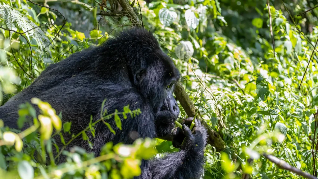Uganda National Parks Explained