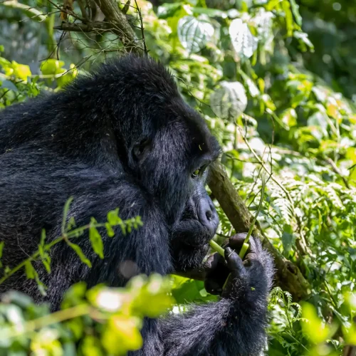 Uganda National Parks Explained