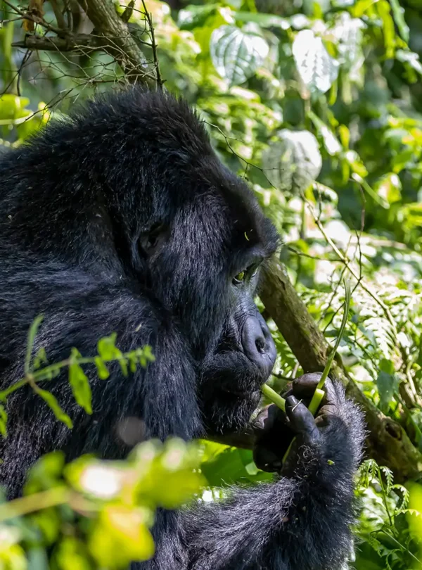Uganda National Parks Explained