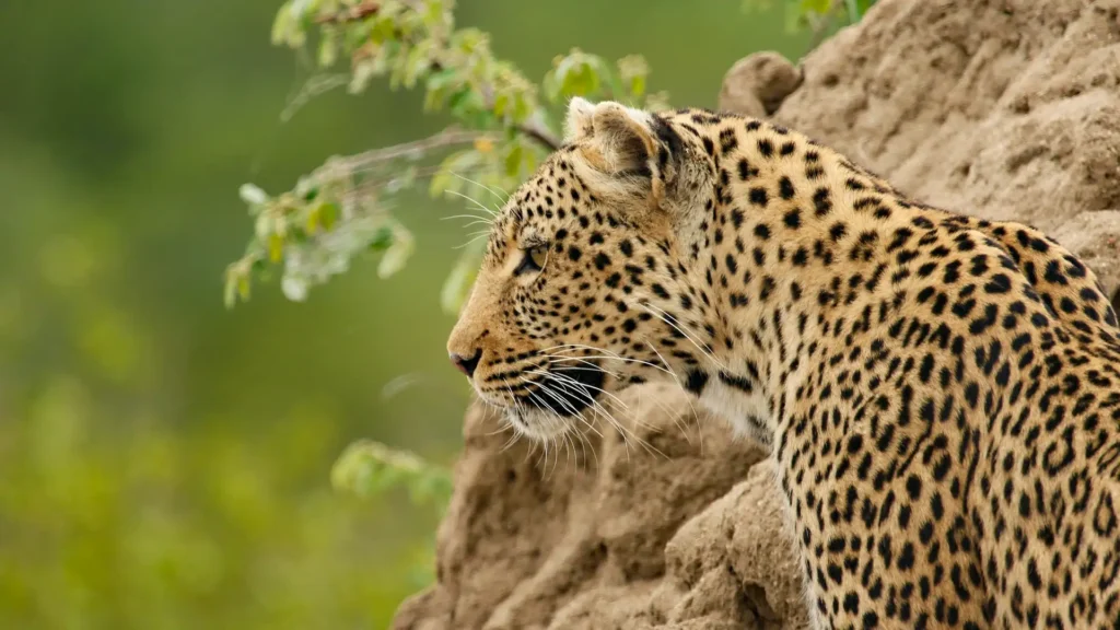 Uganda National Parks Explained