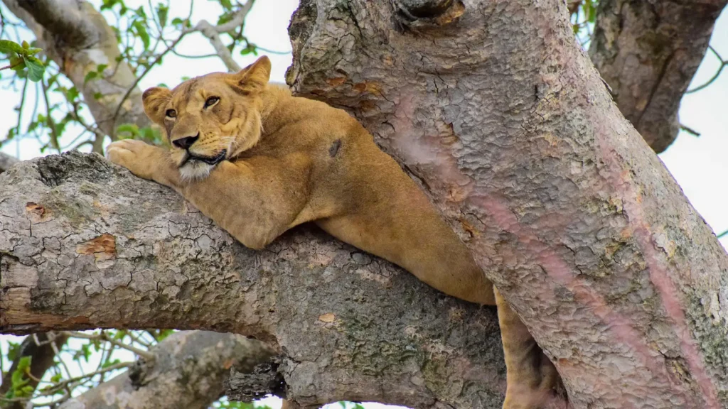 Uganda National Parks Explained