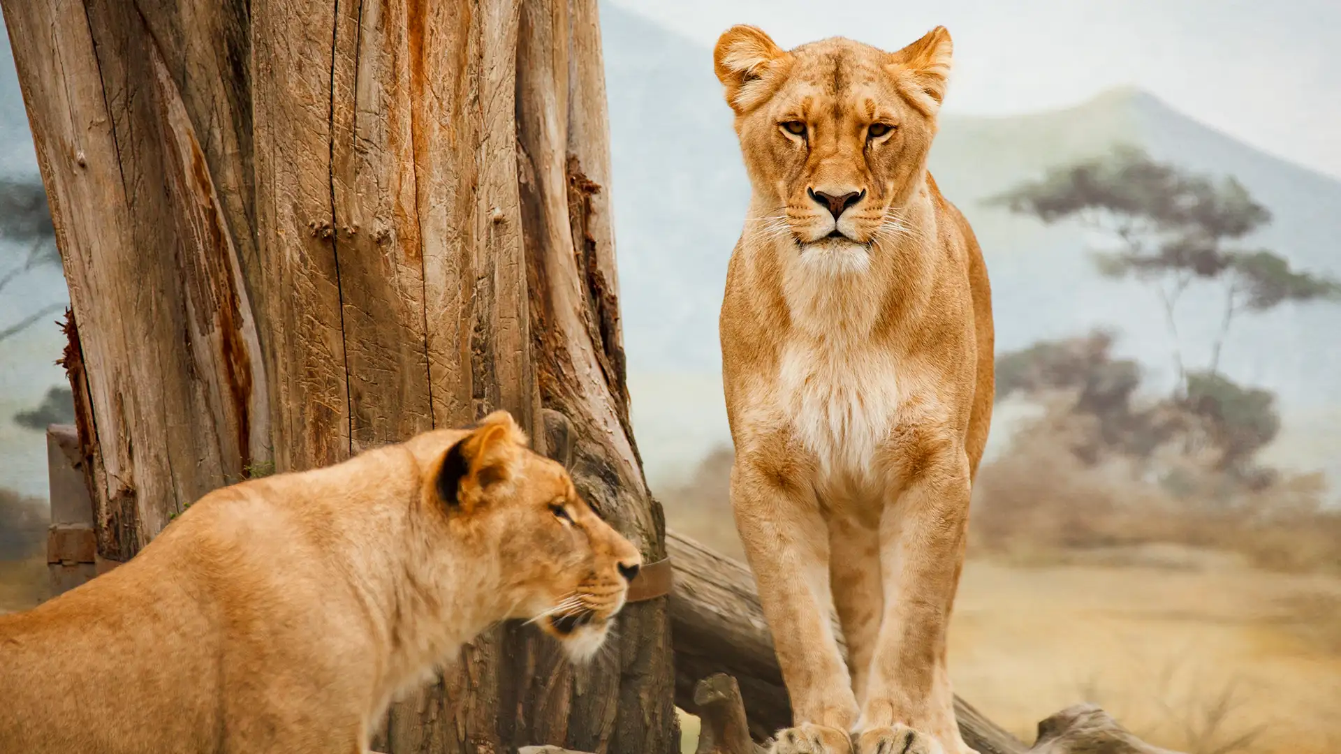 Kenya National Parks Explained