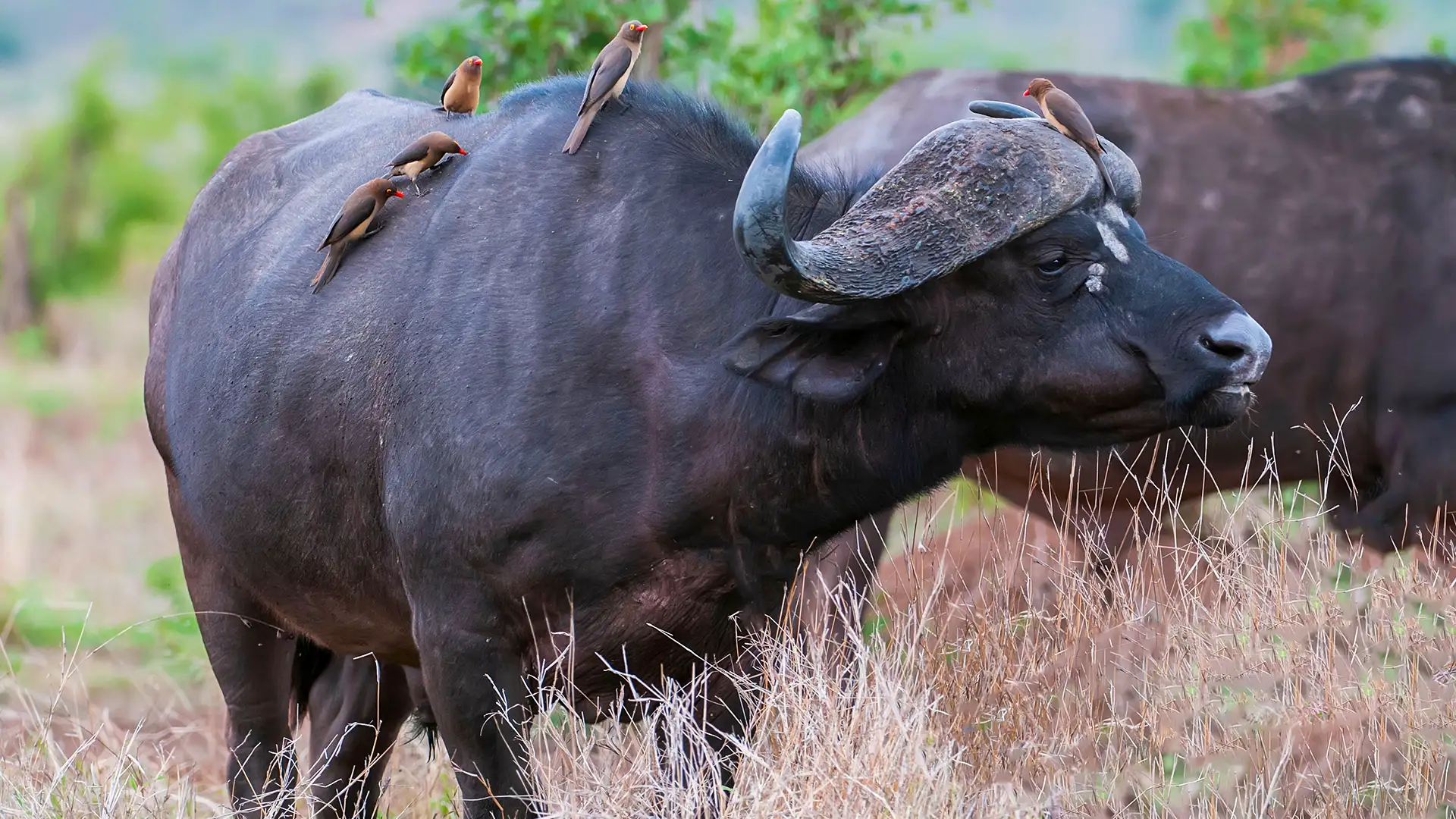 Murchison Falls National Park