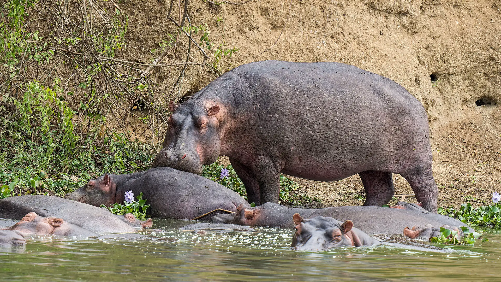 Murchison Falls National Park