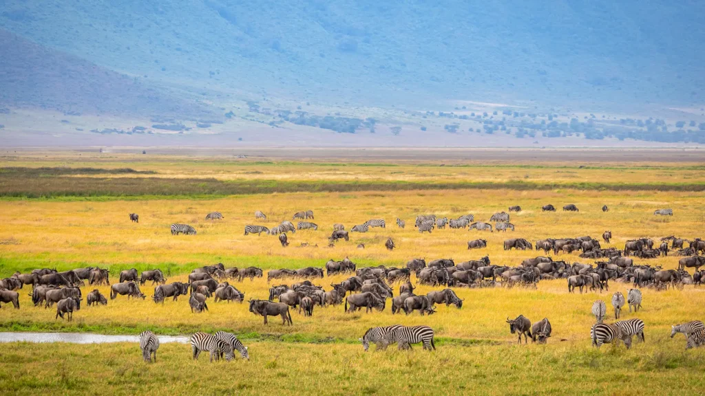 Tanzania National Parks Explained