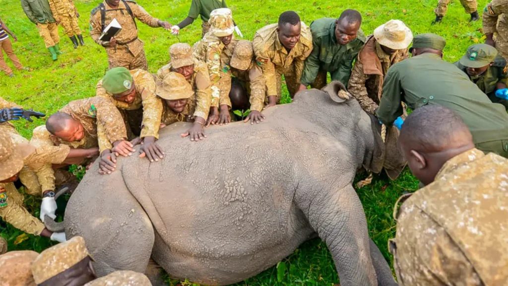 Why Uganda Should Be Your Next African Safari Destination