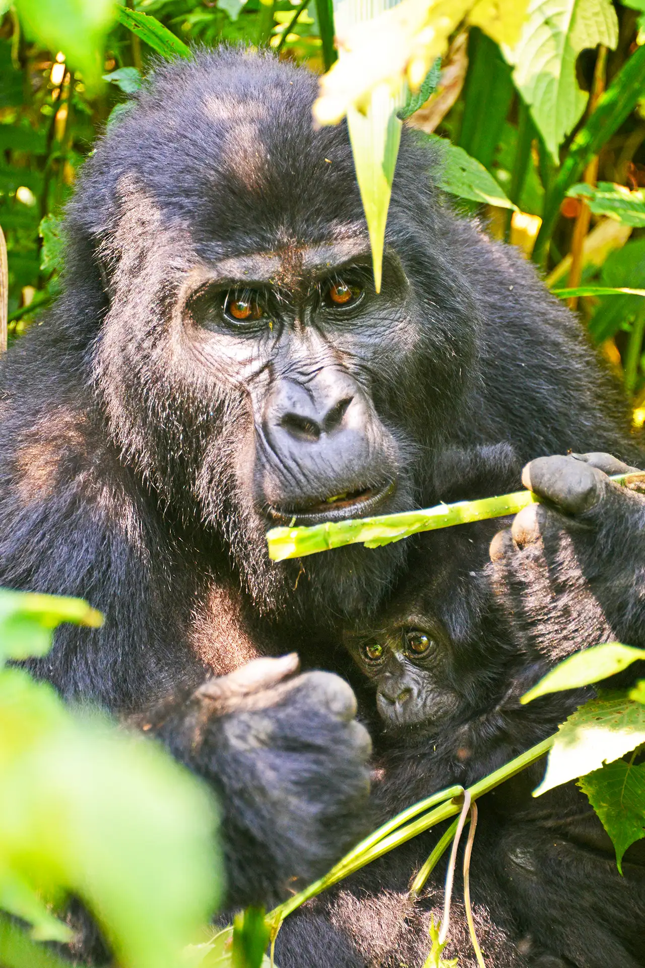 Bwindi Impenetrable National Park