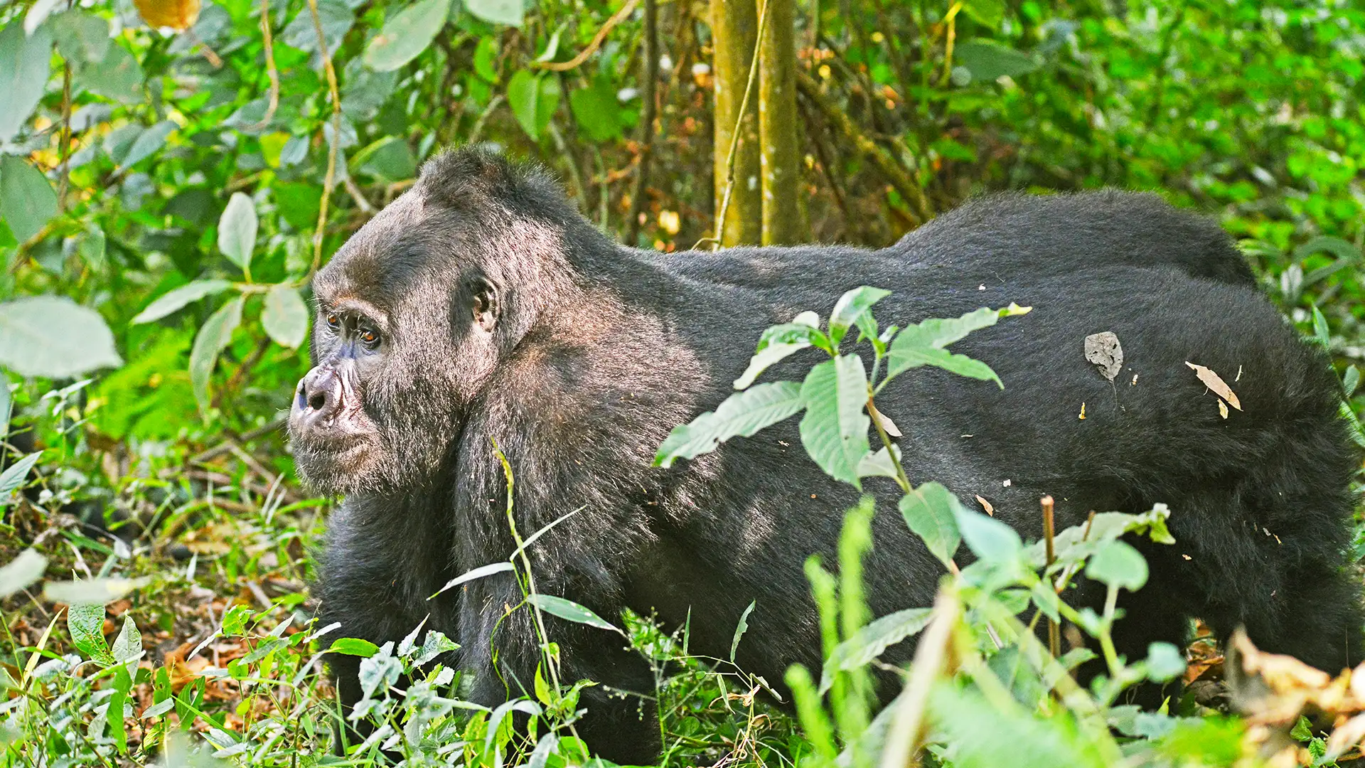 Bwindi Impenetrable National Park