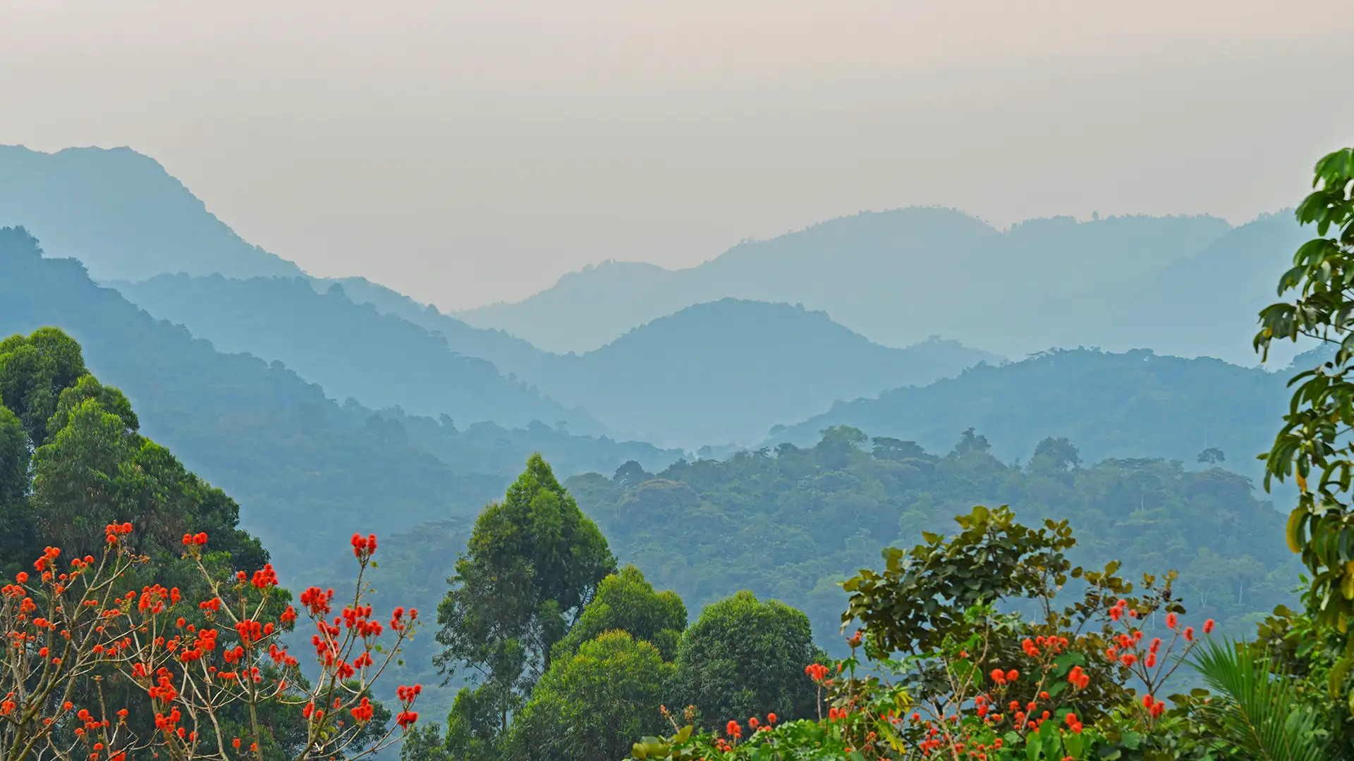 Bwindi Impenetrable National Park