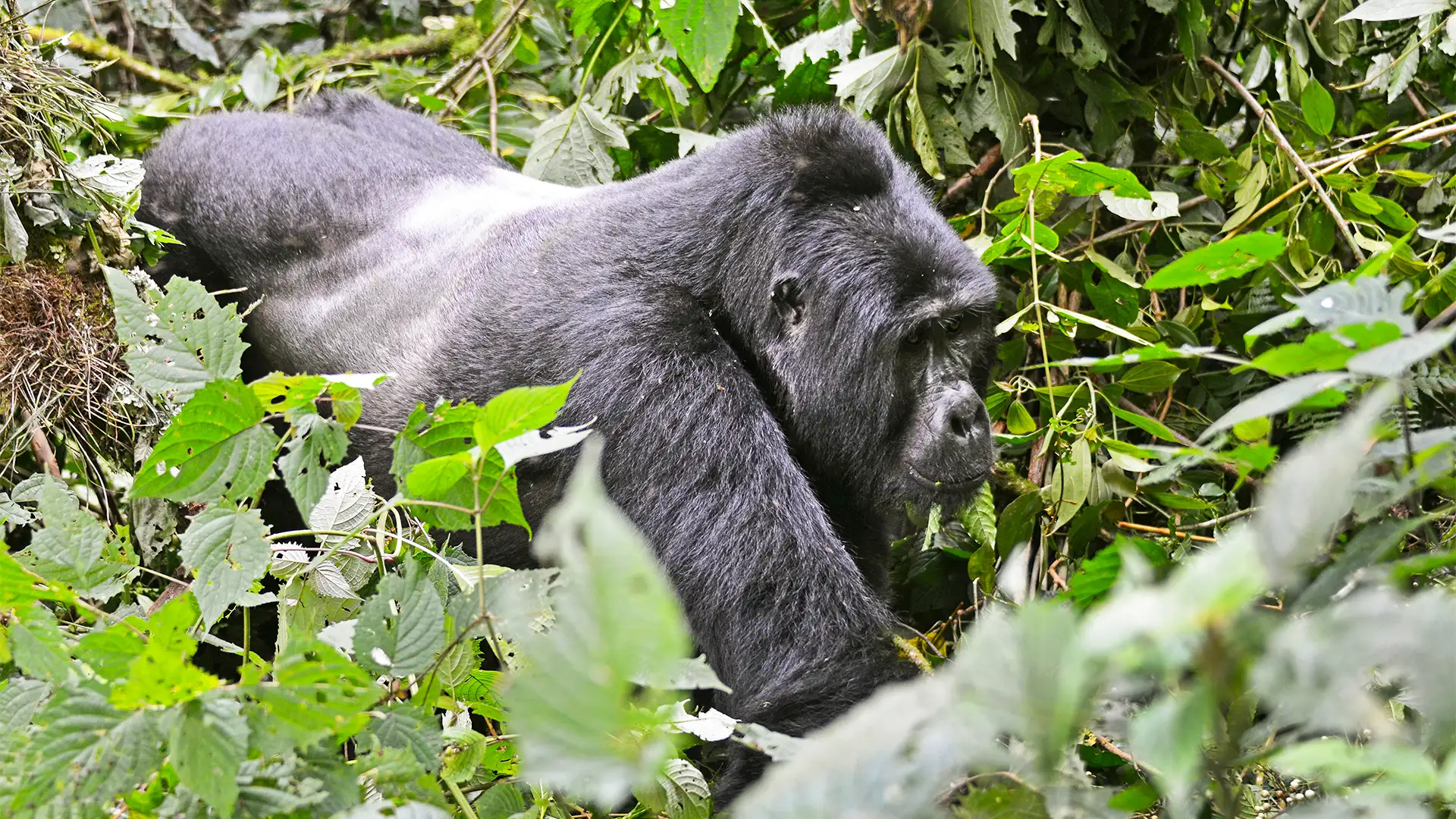 Bwindi Impenetrable National Park