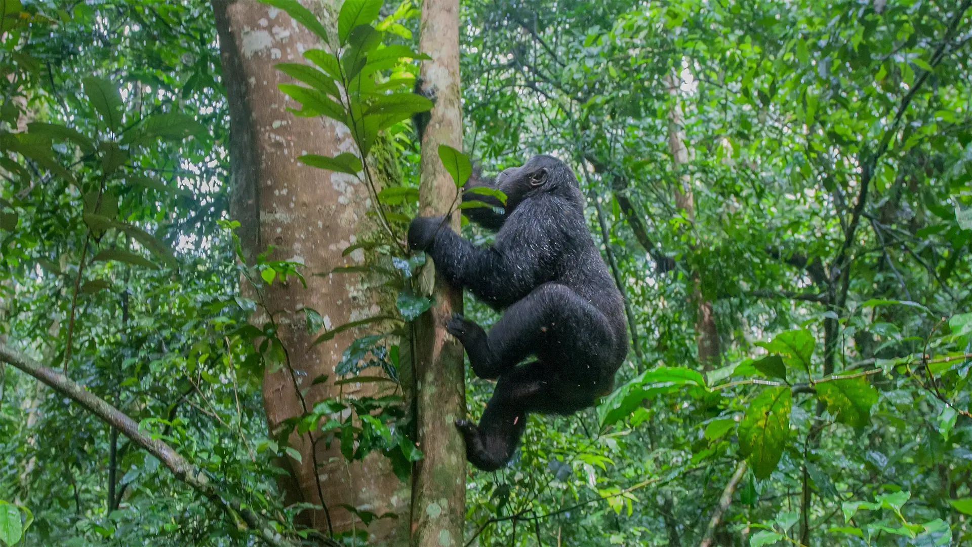 Bwindi Impenetrable National Park