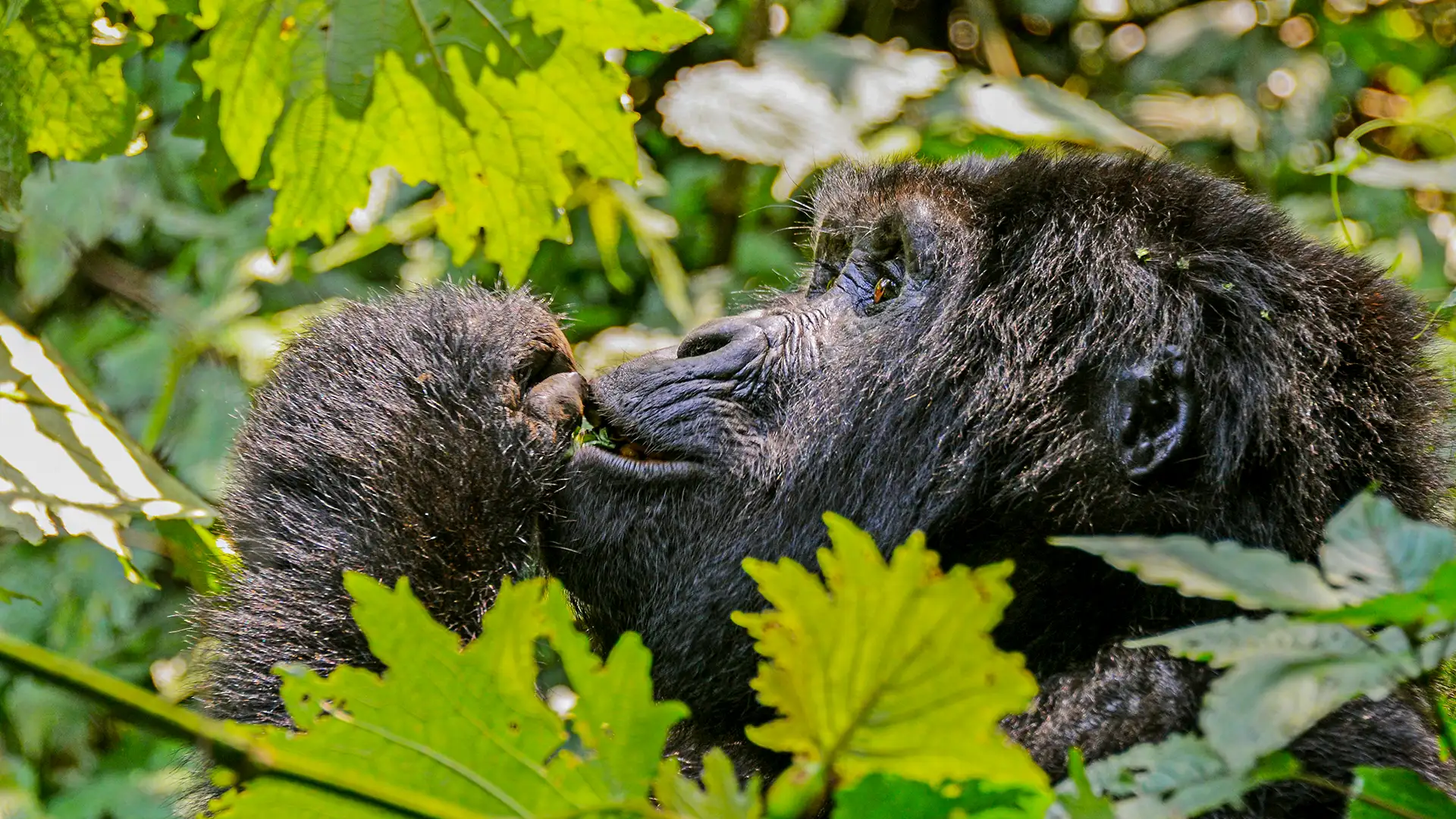 Bwindi Impenetrable National Park