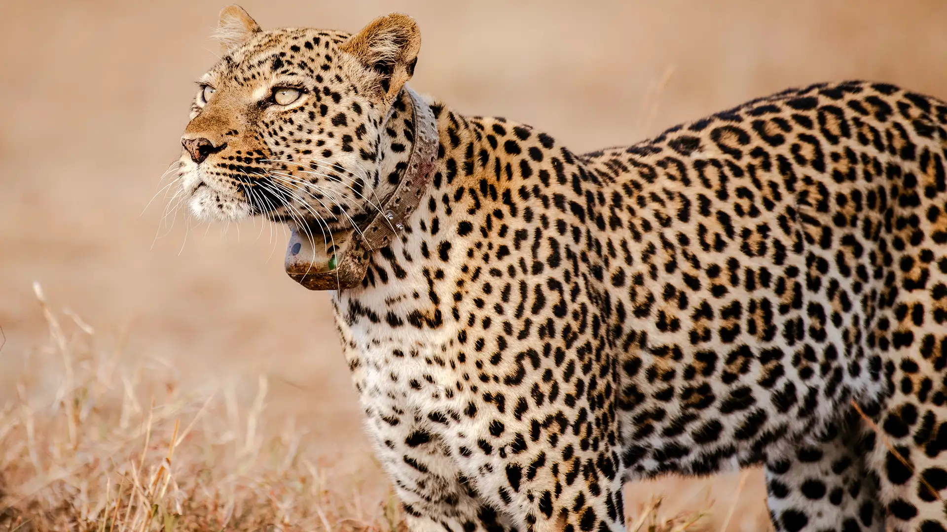 Queen Elizabeth National Park​
