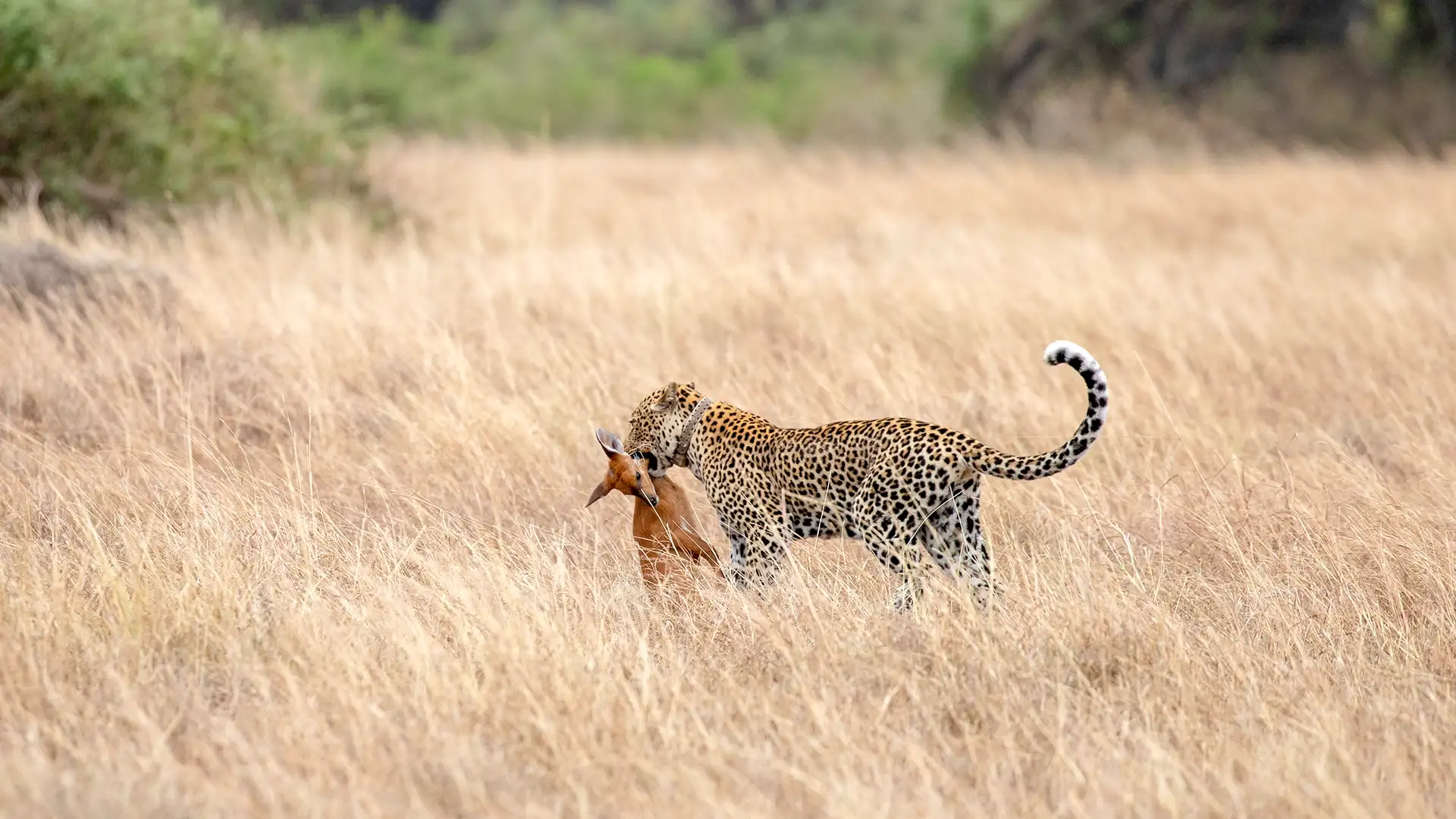 Queen Elizabeth National Park