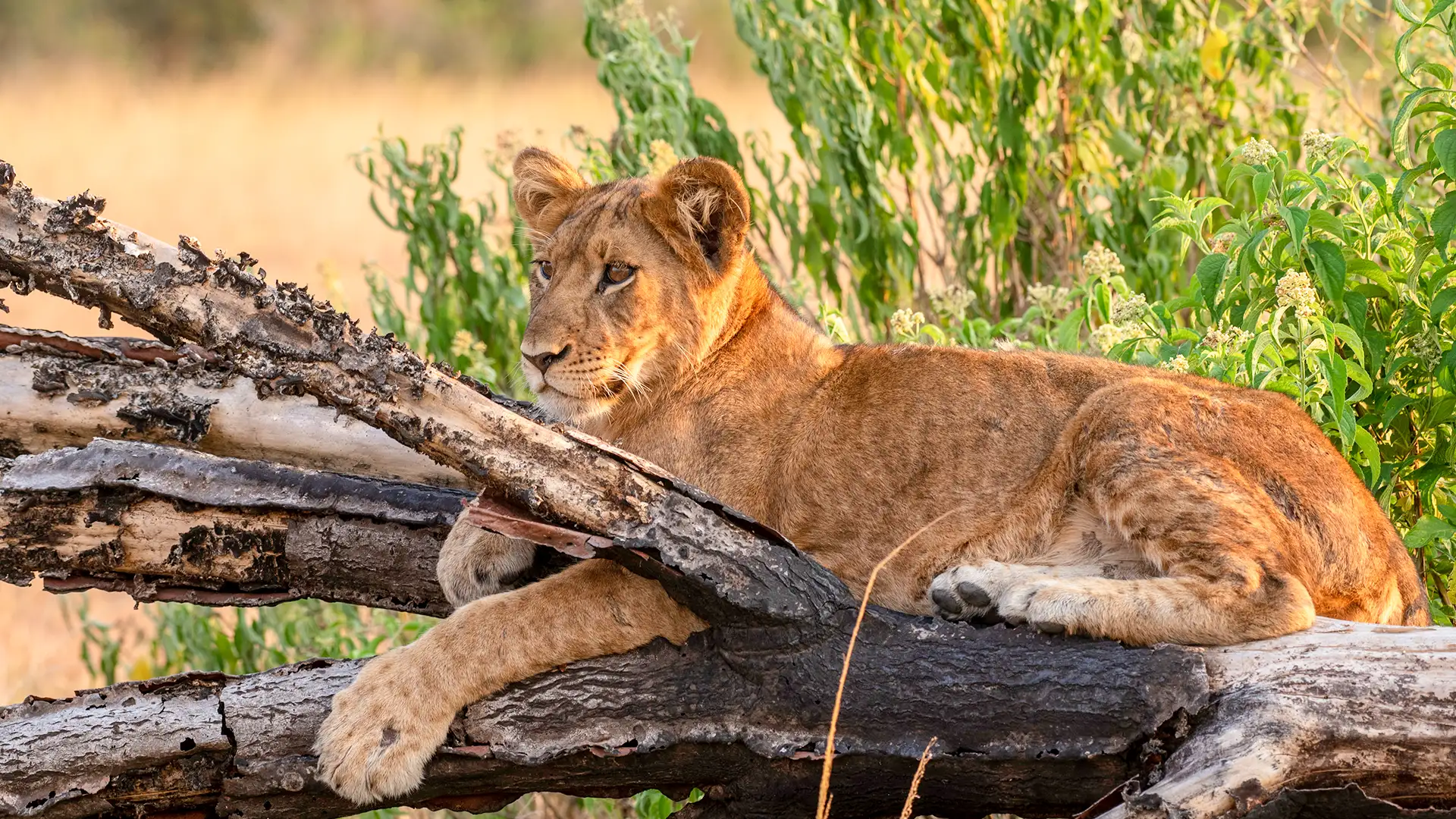 Queen Elizabeth National Park