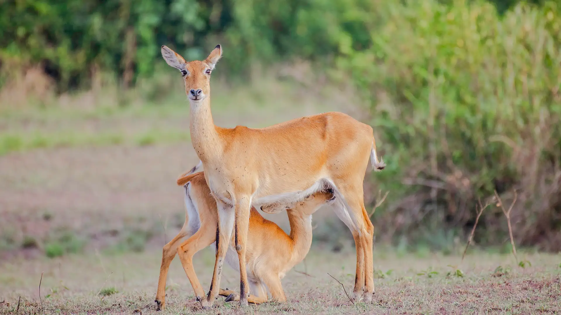 Queen Elizabeth National Park