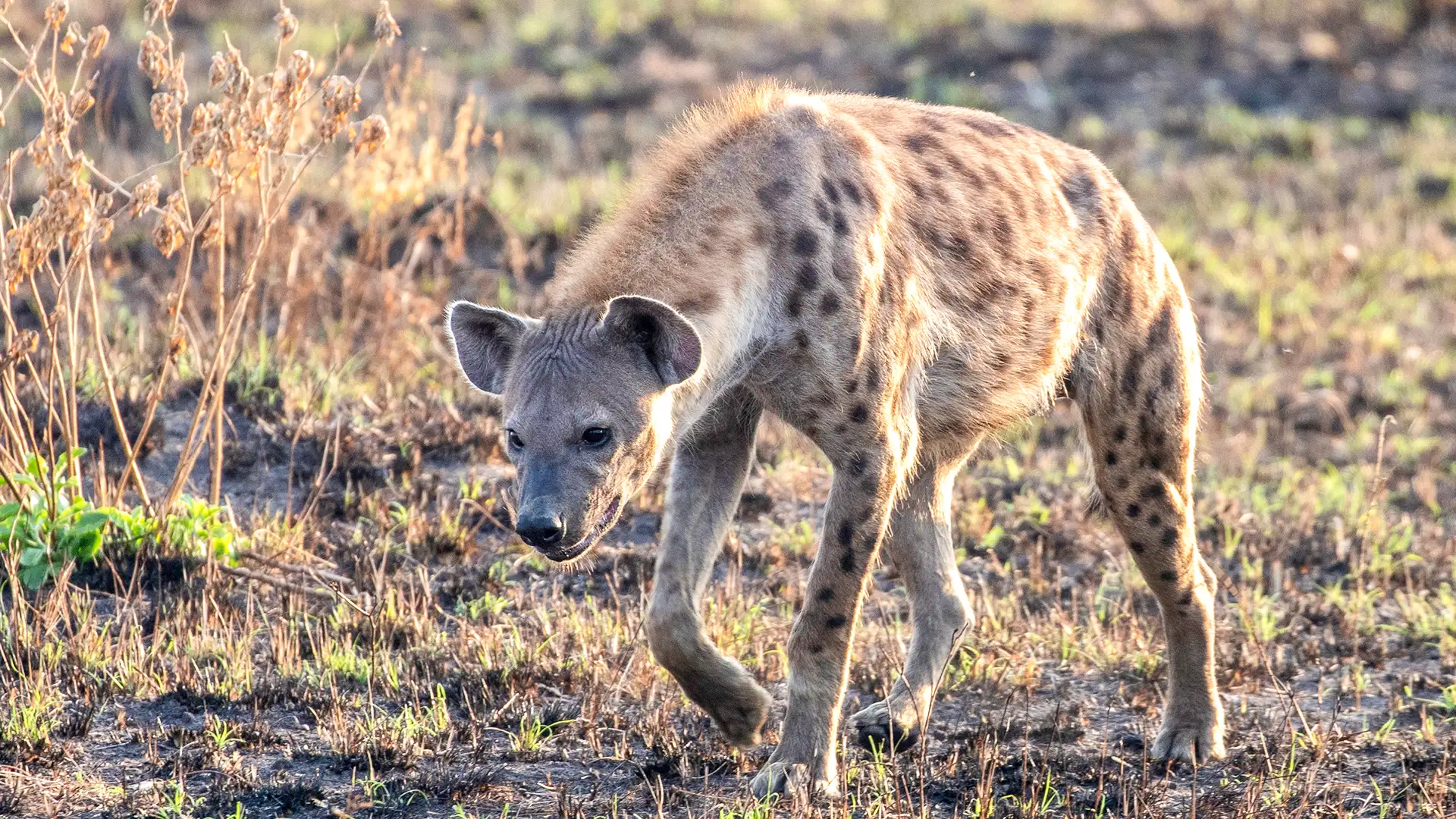 Queen Elizabeth National Park