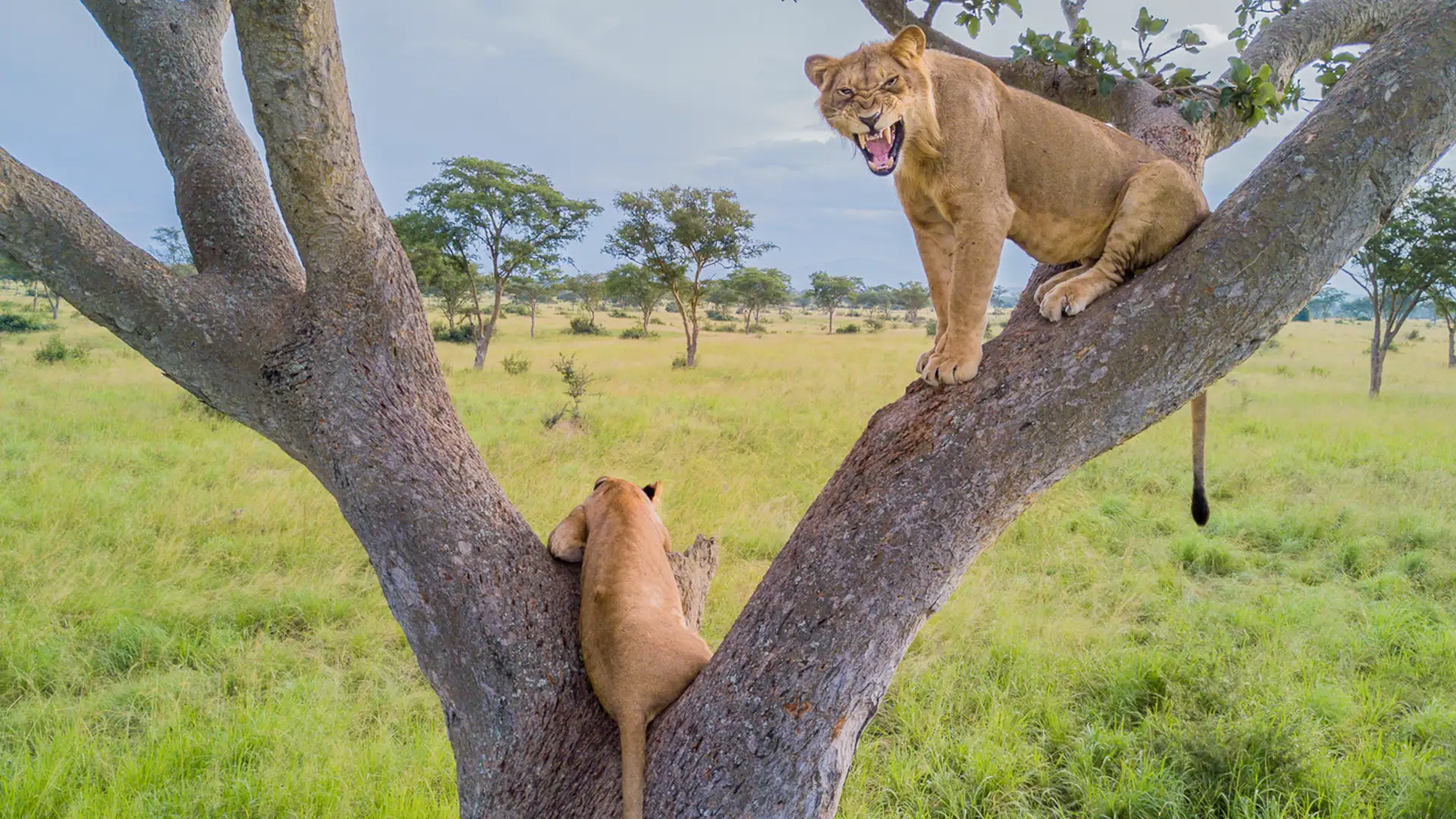 Queen Elizabeth National Park
