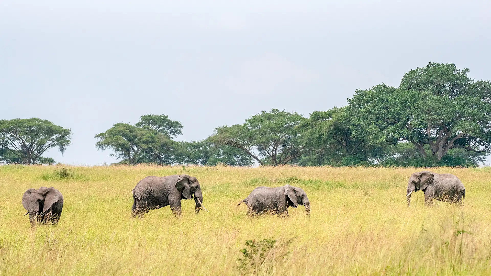 Queen Elizabeth National Park