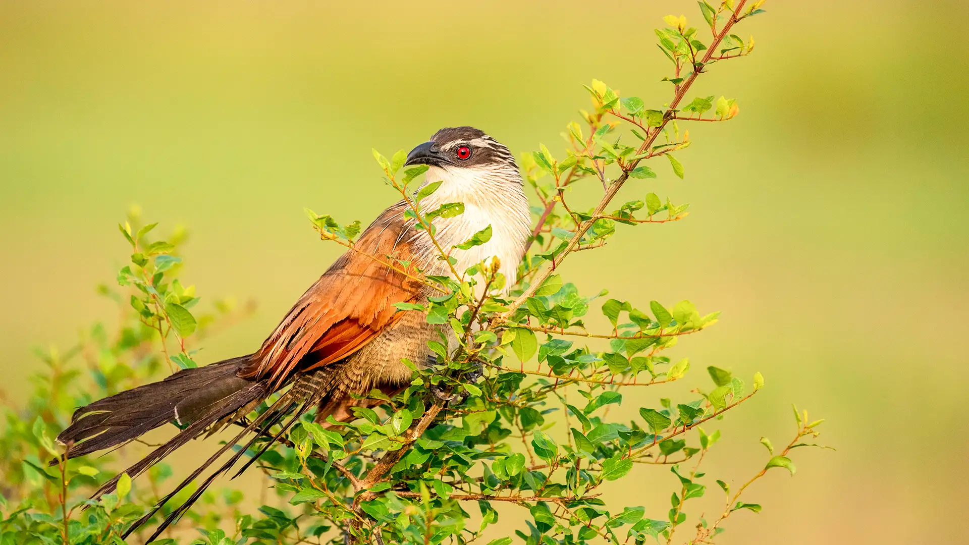 Queen Elizabeth National Park