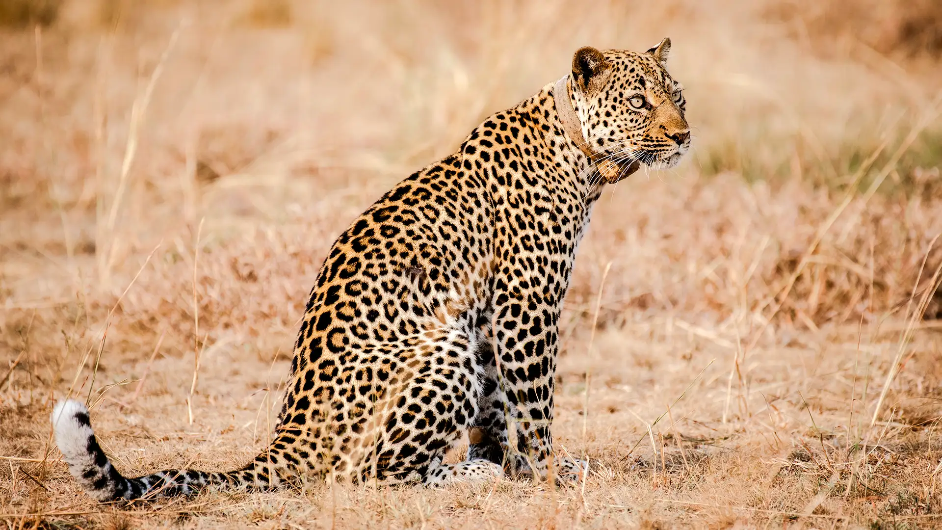 Queen Elizabeth National Park