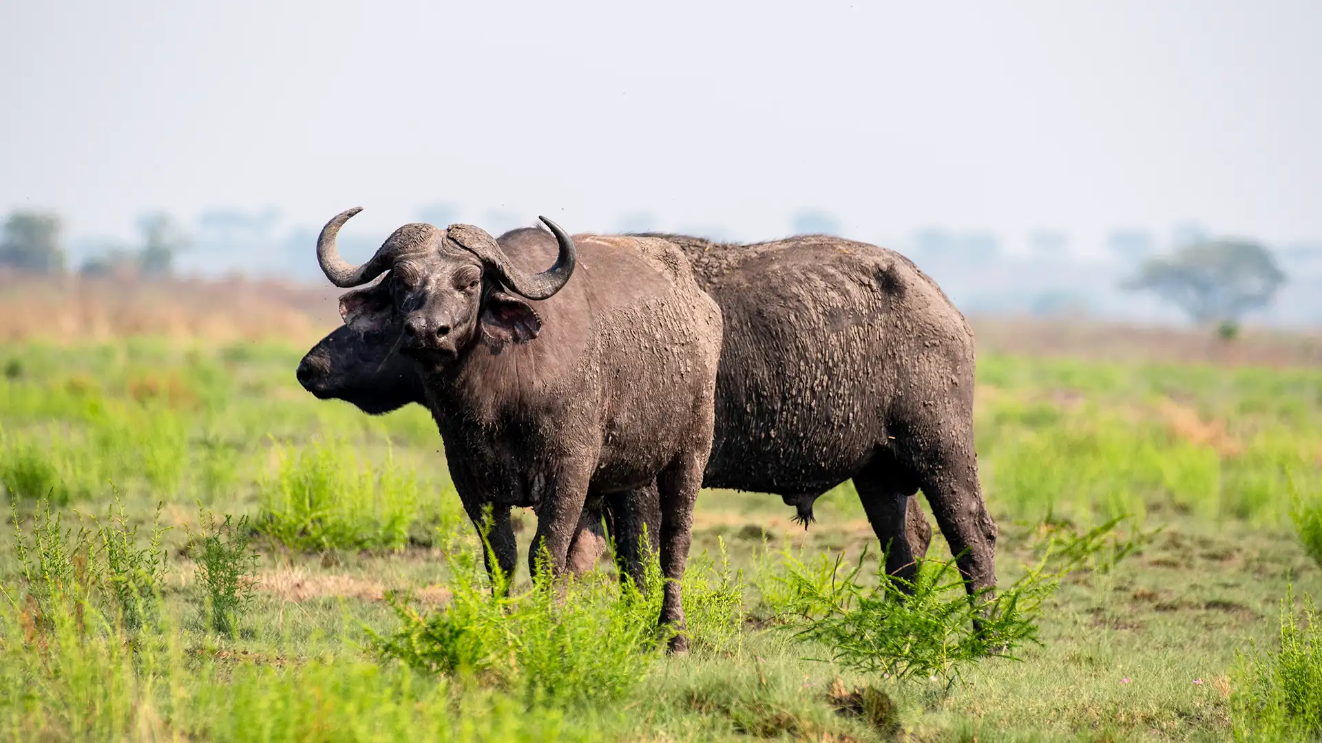 Queen Elizabeth National Park