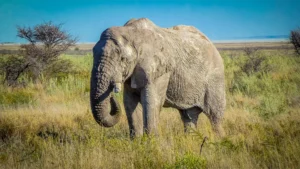 Elephant