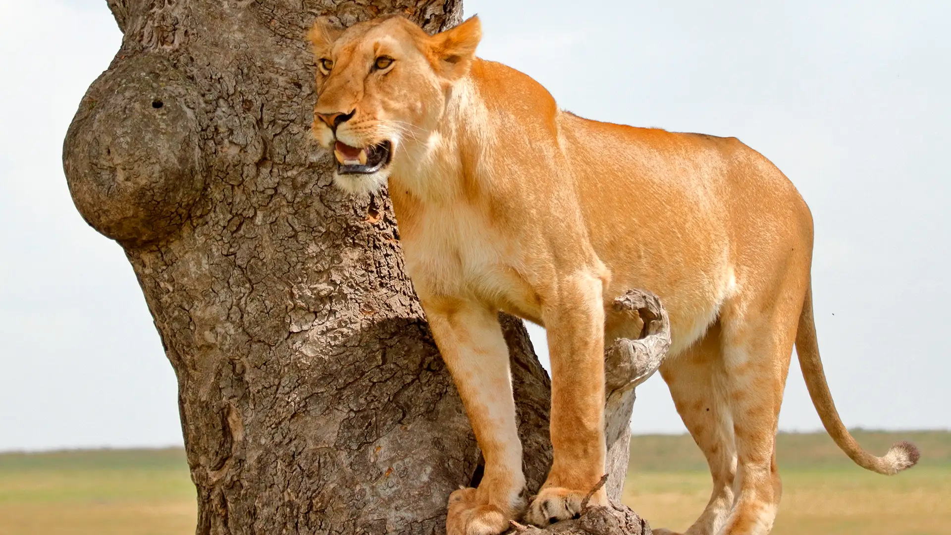 Maasai Mara National Reserve